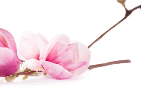 Spring magnolia blossoms — Stockfoto