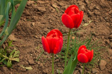Bahar çiçekleri flowerbed içinde.