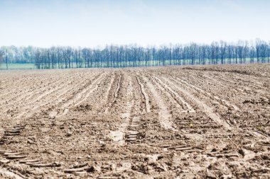 Toprak bereketli bitkiler büyümek de.