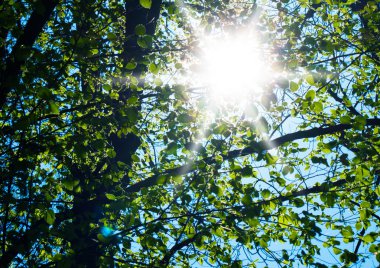 Doğa yeşil ahşap güneş ışığı arka planı