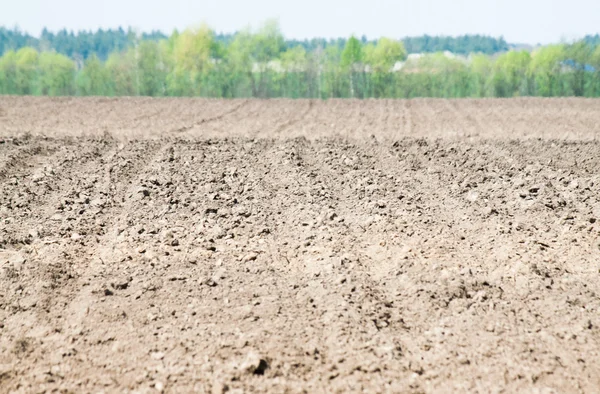 The soil is fertile plants grow well. — Stock Photo, Image