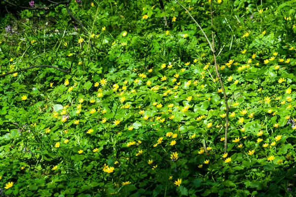 Nahaufnahme von gelben Blüten — Stockfoto