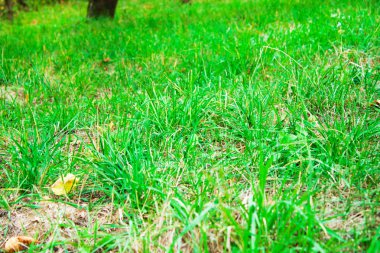 Taze yeşil çimlere yakın dur.