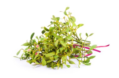 Ökse otu bush izole