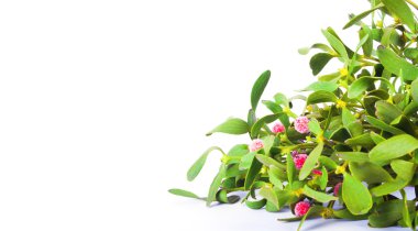 Ökse otu bush izole