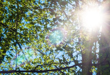 Yeşil yaprak dokusu.