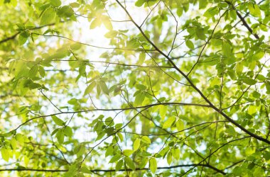 Yeşil yaprak dokusu.