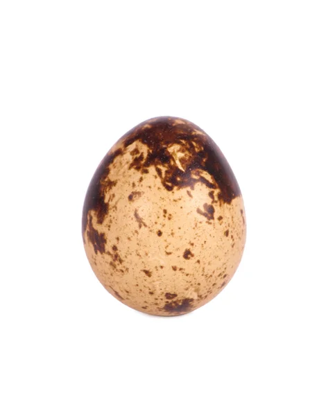 One quail egg. — Stock Photo, Image