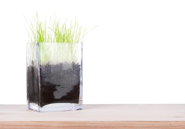 Kare bir vazo içinde taze yeşil çimen — Stok fotoğraf