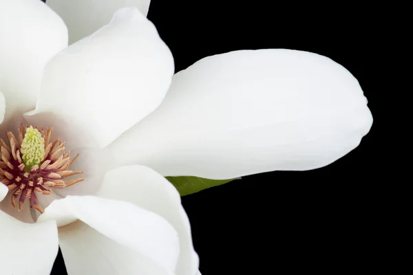 Vit magnolia flower närbild. — Stockfoto