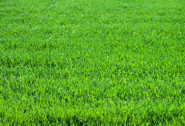 Primer plano sobre fondo de textura de hierba verde fresca — Foto de Stock