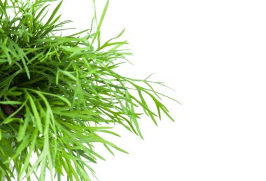 Beyaz üzerine taze dereotu