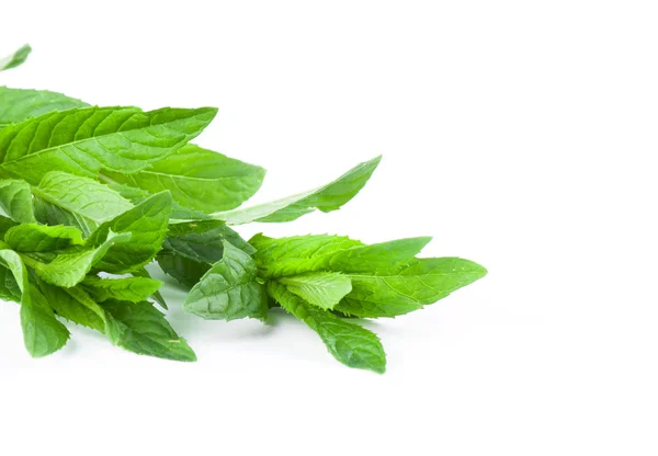 Menta fresca su un bianco — Foto Stock