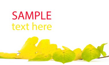 sonbahar yaprak izole