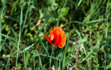 Kır çiçekleri. Doğa arka plan
