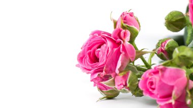 Bir beyaz üzerine taze gül 