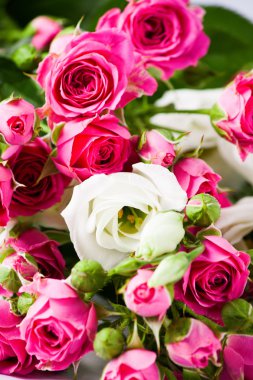 Bir beyaz üzerine taze gül 