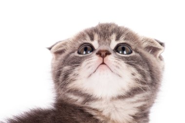 Gri tüylü yavru kedi.