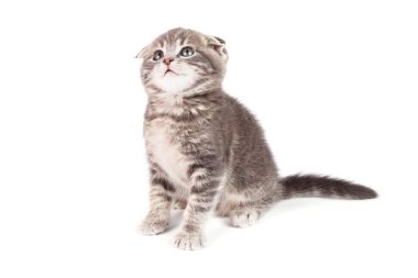 Gri tüylü yavru kedi.