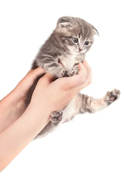 Gray fluffy kitten. — Stock Photo, Image