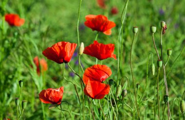 Kırmızı gelincik tarlada
