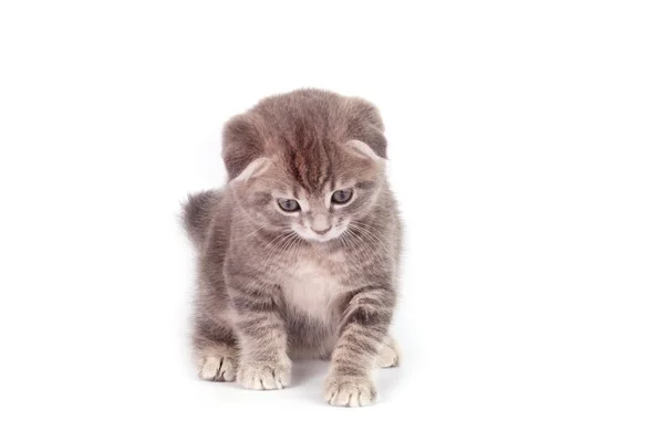 Gris peludo gatito aislado — Foto de Stock
