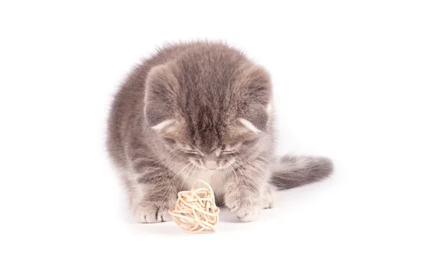 Γκρι αφράτο γατάκι που απομονώνεται — Φωτογραφία Αρχείου