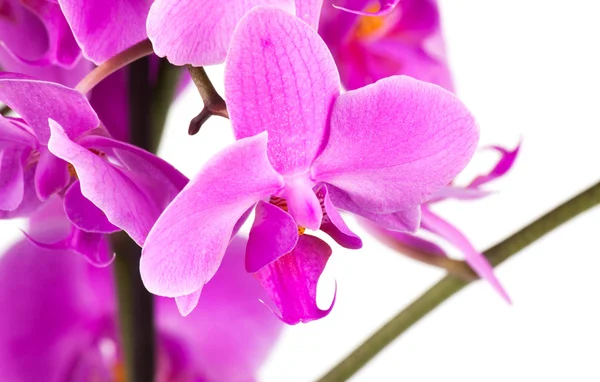 紫色兰花靠拢 — 图库照片