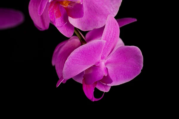 Fialová orchidej zblízka — Stock fotografie