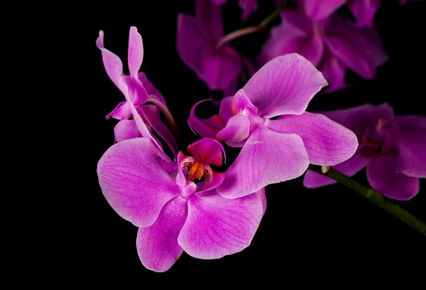 Fialová orchidej zblízka — Stock fotografie