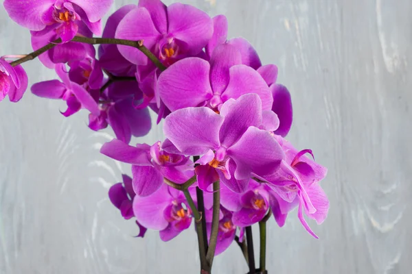 Fialová orchidej zblízka — Stock fotografie