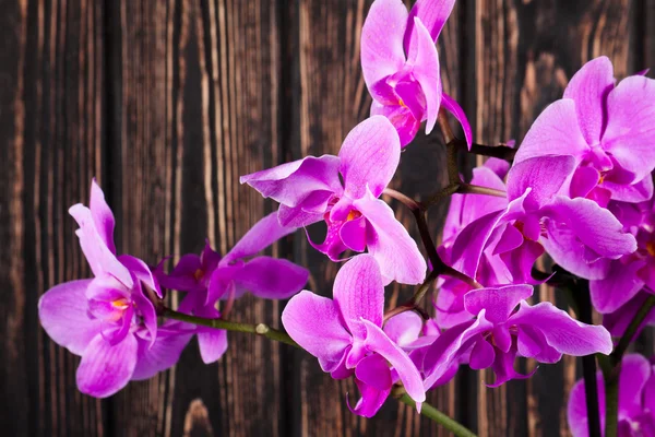 Fialová orchidej zblízka — Stock fotografie