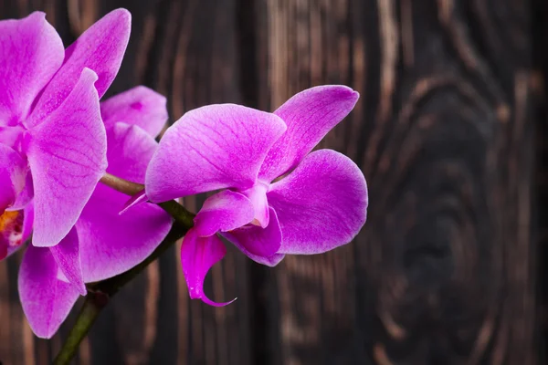 Fialová orchidej zblízka — Stock fotografie