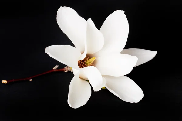 Vit magnolia flower närbild. — Stockfoto