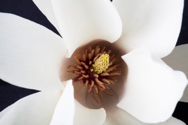 Beyaz Manolya çiçek yakın çekim. 