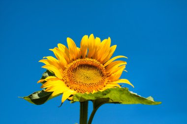 Sahada olgun ayçiçeği