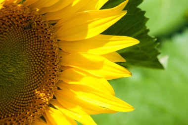 Mavi gökyüzü üzerinde olgunlaşmış ayçiçeği. 