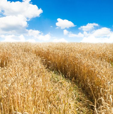 arka plan bulanık buğday Başak