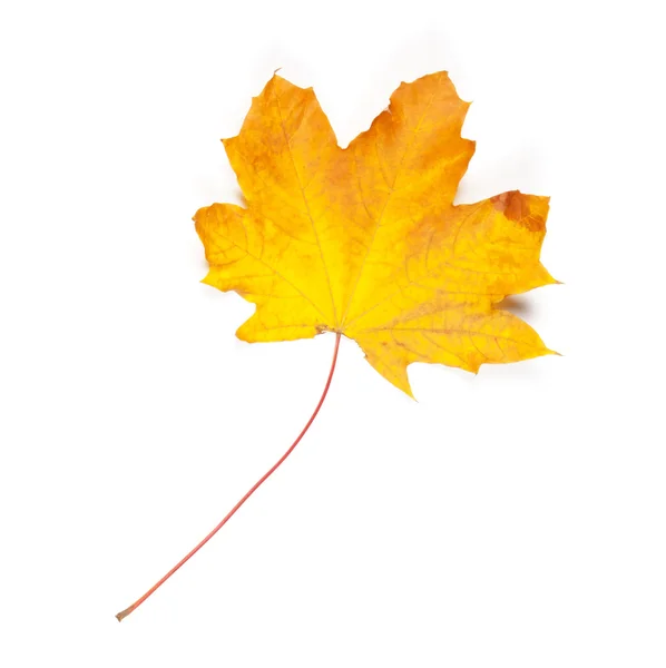 Liść jesień isolated — Zdjęcie stockowe