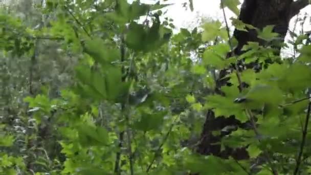 Un vent fort secoue les feuilles vertes . 