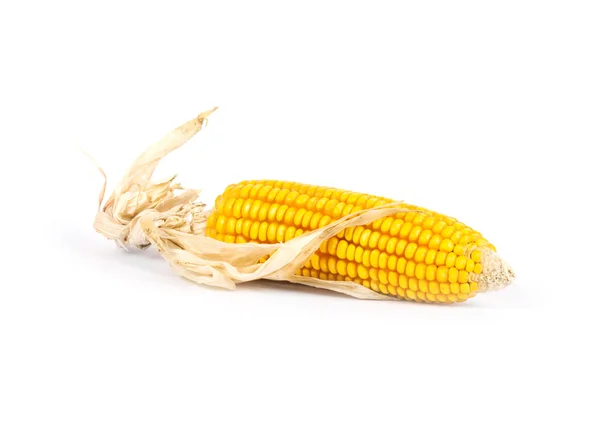 Вухо кукурудзи ізольоване — стокове фото