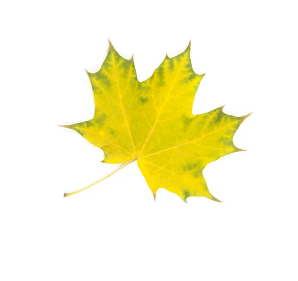 Podzimní listy izolované na bílém — Stock fotografie
