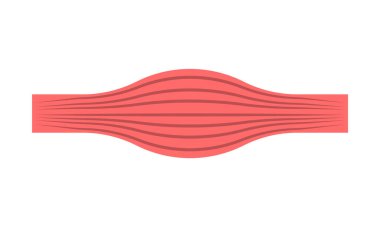 Beyazın üzerinde düz kas çizimi. Kasın bölümü.