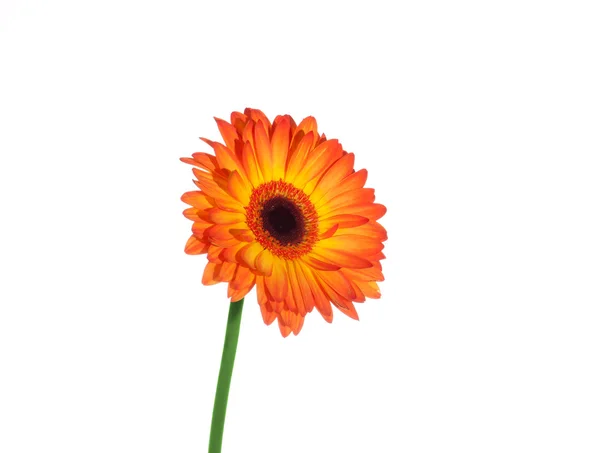 Gerberblume — Stockfoto