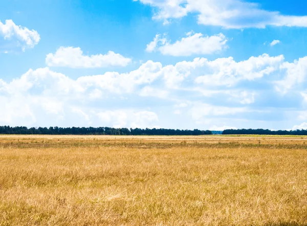 Feld — Stockfoto