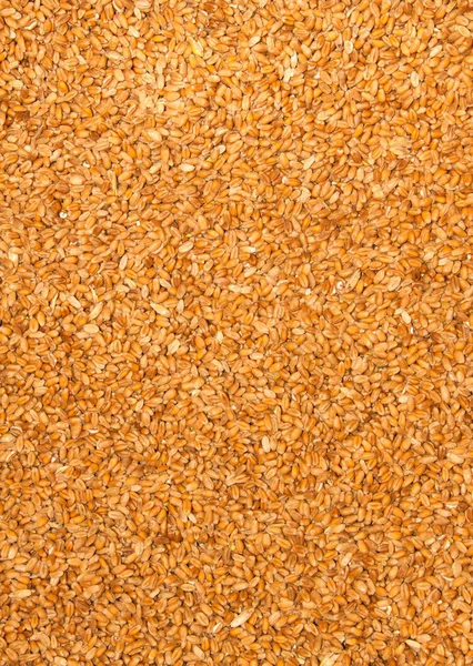 Bearbetat ekologiskt vete korn — Stockfoto