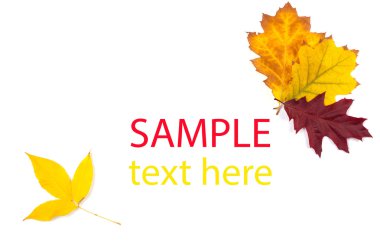 Sonbahar akçaağaç yaprağı