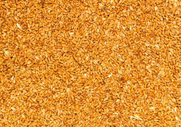 Processed organic wheat grains — Stock Photo, Image