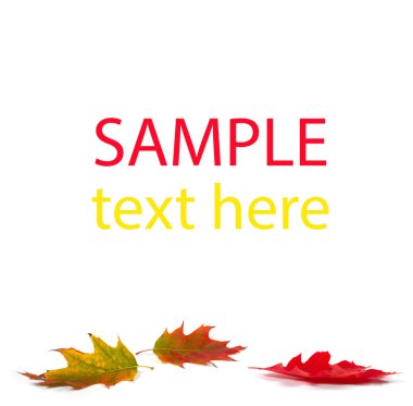 Sonbahar güzel kompozisyon