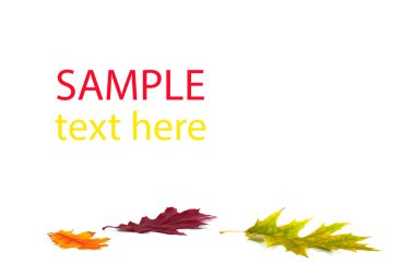 Sonbahar güzel kompozisyon